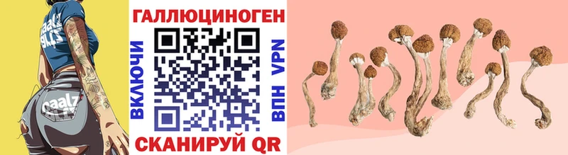 shop официальный сайт  Нерехта  Псилоцибиновые грибы Psilocybe 